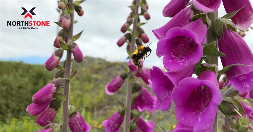 World Bee Day